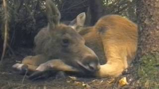 The Best Moose Documentary EVER [upl. by Australia]