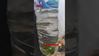 Part 3 dapat ikan arwana kw quotaplocheilus panchaxquot ikanhias ikan [upl. by Yemerej]