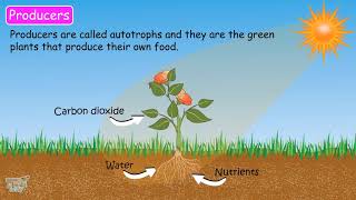 Role of decomposers  Our Ecosystem Part7  Science  Grade78  Tutway [upl. by Bhatt645]