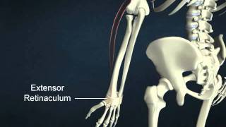 extensor carpi radialis longus [upl. by Enier]