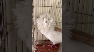 Fancy kabotar pakr liya😱 viralvideo birds pigeon foryou lovebirds mostviral fyp [upl. by Ferullo747]