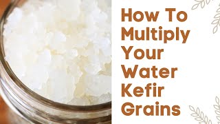 How To Multiply Your Water Kefir Grains [upl. by Retsila]