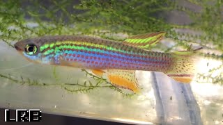 28 Types of Killifish  Amazing Aquarium Fish [upl. by Frodi685]