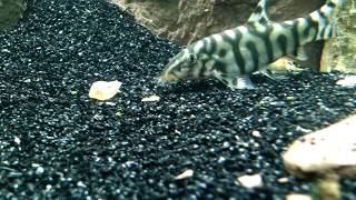 Aquarium pond snail gets eaten by a yoyo loach [upl. by Scevor]