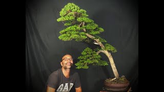 Cipresso italiano bonsai Cupressus Bonsai [upl. by Elyk]