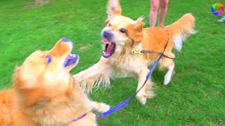 Angry Golden Retrievers [upl. by Austin]