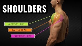 The Best ScienceBased Shoulder Workout for Size and Symmetry [upl. by Garson744]