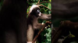 Meet the Dusky Leaf Monkey Natures ColorChanging Marvel [upl. by Arahahs419]