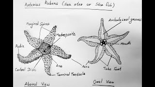 STAR FISH DIAGRAM [upl. by Firestone]