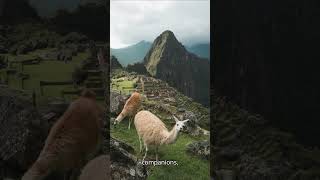 Machu Picchu Must Sees shorts [upl. by Morrissey]