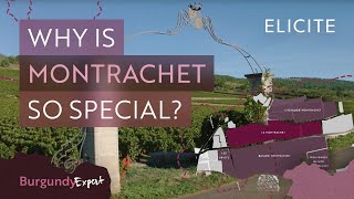 The Most Expensive White Wines In The World A Guide To Montrachet Wines [upl. by Ruyle]