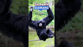 TERNYATA SIAMANG siamang shortsviral [upl. by Lesslie]