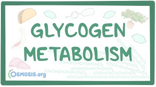 Glycogen metabolism [upl. by Fidellia]