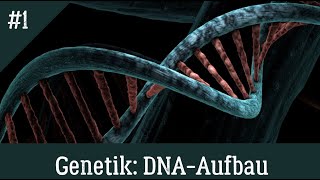 Genetik Aufbau der DNA einfach und richtig erklärt [upl. by Neeka454]