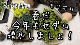 【多肉植物】春だ！今年もセダムを増やす季節が来た！！ [upl. by Sid]