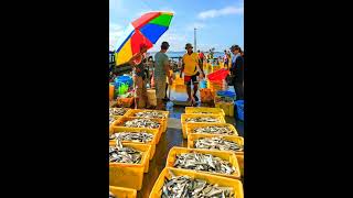 How would you describe a fish marketWhat is the marketing of fishWhat is the meaning of market fis [upl. by Ytineres]