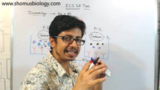 ELISA test procedure  what is elisa assay [upl. by Lomax722]