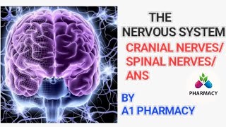 CRANIAL NERVES  SPINAL NERVES ANSsympathatic and parasympathetic NERVES system [upl. by Chapman]