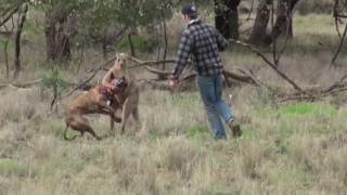 Video shows man punch kangaroo to save his dog HD [upl. by Perlman]