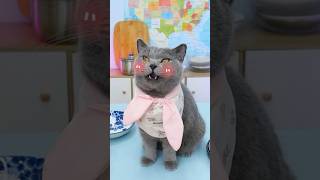 💃Lets Dance To The Sound Of Crashing Plates🎶🤟 funnycat catmemes trending [upl. by Aitas]