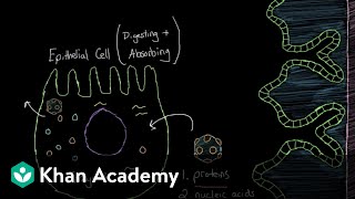 What is viral gastroenteritis  Gastrointestinal system diseases  NCLEXRN  Khan Academy [upl. by Maccarthy]