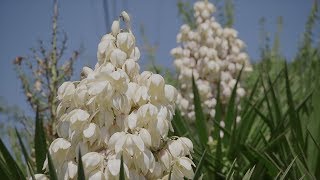 Yucca Plant [upl. by Laehcym]