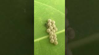 Parasitoid wasp laying eggs in stink bug eggs parasitic wasp [upl. by Annatnas]