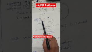 cyclic amp pathway gpcr signal transduction shots [upl. by Ivey]