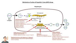 Pharmacology of AntiHepatitis C Virus HCV Agents [upl. by Oetam178]