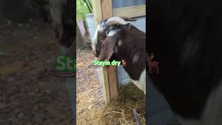 Boer goats in their tiny barn  boergoats farming goats [upl. by Artimas]