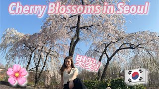 Cherry Blossoms in Seoul Seonyudo Park vlog 23 [upl. by Edison]