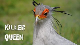 Secretary bird Killer queen [upl. by Eybbob]