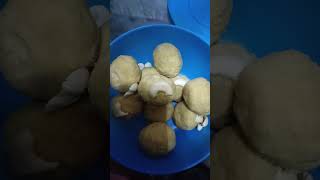 Besan ladoo recipe shortvideo diwalifaralrecipe [upl. by Kramer616]