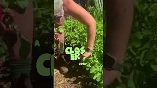 Are your radishes bolting 🤟🏻 growingfood vegetables plants howto diy garden farmlife [upl. by Otit724]