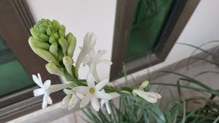 How to Grow Tuberose from Bulb with Start to End Updates  Polianthes Tuberosa [upl. by Thorpe]