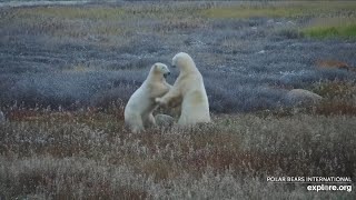 241010 PlayAre You Ready Lodge North Polar Bear exploreorg 08250830 [upl. by Ytsur]