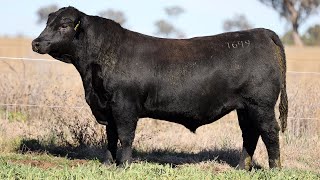 Lot 48 EVT22T649 Peakes Bowen 2024 [upl. by Ahsiea174]