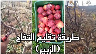 Taille Darbres pommes طريقة تقليم أشجار التفاح او ما يسمى بالزبير [upl. by Tallou]