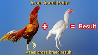 Aseel cross breeding result  Crossing result of aseel breed aseel [upl. by Anuahsed]