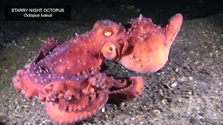 Octopuses  The Brainy Ones [upl. by Rodmur926]