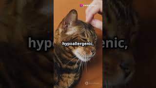 10 Amazing Facts About Bengal Cats [upl. by Nicolai186]