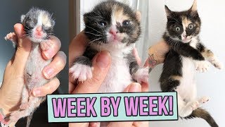 Learn How Baby Kittens Grow 08 Weeks [upl. by Stimson262]