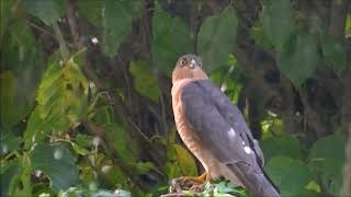 Male Sparrowhawk [upl. by Ahsal]