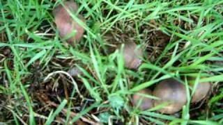 Shaggy Parasol filmed in the Storm [upl. by Olag]