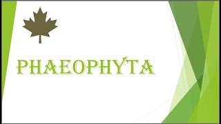 Phaeophyta [upl. by Ginzburg]