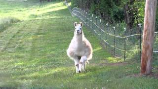 llama charging us llama calls that work  not an attack or funny just cute [upl. by Namzzaj]