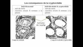 06les cellules de leydig secrétrices de testostérone [upl. by Naitsirt939]