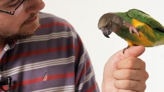 How to Teach Your Parrot to Talk  Parrot Training [upl. by Yennej919]