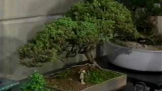 Tema  Variedade de espécies de Bonsai  2 [upl. by Nats]