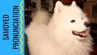 How to Pronounce Samoyed [upl. by Melinda259]